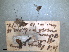  ( - RMNH.INS.1530614)  @11 [ ] by-nc-sa (2024) Unspecified Naturalis Biodiversity Centre