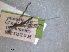  (Dicranomyia lucida - RMNH.INS.1530616)  @11 [ ] by-nc-sa (2024) Unspecified Naturalis Biodiversity Centre