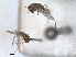  ( - RMNH.INS.1530629)  @11 [ ] by-nc-sa (2024) Unspecified Naturalis Biodiversity Centre