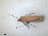  ( - RMNH.INS.1530637)  @11 [ ] by-nc-sa (2024) Unspecified Naturalis Biodiversity Centre