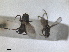  ( - RMNH.INS.1530644)  @11 [ ] by-nc-sa (2024) Unspecified Naturalis Biodiversity Centre