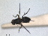  ( - RMNH.INS.1530648)  @11 [ ] by-nc-sa (2024) Unspecified Naturalis Biodiversity Centre