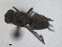  ( - RMNH.INS.1530653)  @11 [ ] by-nc-sa (2024) Unspecified Naturalis Biodiversity Centre