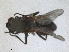  ( - RMNH.INS.1530654)  @11 [ ] by-nc-sa (2024) Unspecified Naturalis Biodiversity Centre