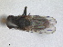  ( - RMNH.INS.1530655)  @11 [ ] by-nc-sa (2024) Unspecified Naturalis Biodiversity Centre