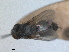  ( - RMNH.INS.1530656)  @11 [ ] by-nc-sa (2024) Unspecified Naturalis Biodiversity Centre