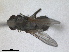 ( - RMNH.INS.1530658)  @11 [ ] by-nc-sa (2024) Unspecified Naturalis Biodiversity Centre