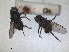  (Spilogona marina - RMNH.INS.1530662)  @11 [ ] by-nc-sa (2024) Unspecified Naturalis Biodiversity Centre