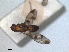  ( - RMNH.INS.1530668)  @11 [ ] by-nc-sa (2024) Unspecified Naturalis Biodiversity Centre