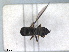  ( - RMNH.INS.1530683)  @11 [ ] by-nc-sa (2024) Unspecified Naturalis Biodiversity Centre