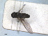  ( - RMNH.INS.1530685)  @11 [ ] by-nc-sa (2024) Unspecified Naturalis Biodiversity Centre