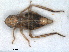  ( - RMNH.INS.1530839)  @11 [ ] by-nc-sa (2023) Unspecified Naturalis Biodiversity Centre