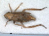  ( - RMNH.INS.1530847)  @11 [ ] by-nc-sa (2023) Unspecified Naturalis Biodiversity Centre