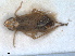  ( - RMNH.INS.1530855)  @11 [ ] by-nc-sa (2023) Unspecified Naturalis Biodiversity Centre
