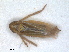  ( - RMNH.INS.1530861)  @11 [ ] by-nc-sa (2023) Unspecified Naturalis Biodiversity Centre