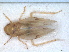  ( - RMNH.INS.1530862)  @11 [ ] by-nc-sa (2023) Unspecified Naturalis Biodiversity Centre