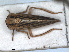  ( - RMNH.INS.1530875)  @11 [ ] by-nc-sa (2023) Unspecified Naturalis Biodiversity Centre