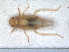  ( - RMNH.INS.1530878)  @11 [ ] by-nc-sa (2023) Unspecified Naturalis Biodiversity Centre
