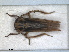 ( - RMNH.INS.1530883)  @11 [ ] by-nc-sa (2023) Unspecified Naturalis Biodiversity Centre