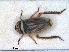  (Anoscopus histrionicus - RMNH.INS.1530916)  @11 [ ] by-nc-sa (2023) Unspecified Naturalis Biodiversity Centre