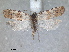  ( - RMNH.INS.1530938)  @11 [ ] by-nc-sa (2023) Unspecified Naturalis Biodiversity Centre