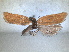  ( - RMNH.INS.1530942)  @11 [ ] by-nc-sa (2023) Unspecified Naturalis Biodiversity Centre