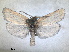  ( - RMNH.INS.1530953)  @11 [ ] by-nc-sa (2023) Unspecified Naturalis Biodiversity Centre