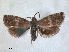  ( - RMNH.INS.1530964)  @11 [ ] by-nc-sa (2023) Unspecified Naturalis Biodiversity Centre
