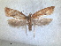  ( - RMNH.INS.1530966)  @11 [ ] by-nc-sa (2023) Unspecified Naturalis Biodiversity Centre