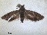  ( - RMNH.INS.1530972)  @11 [ ] by-nc-sa (2023) Unspecified Naturalis Biodiversity Centre