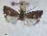  ( - RMNH.INS.1530975)  @11 [ ] by-nc-sa (2023) Unspecified Naturalis Biodiversity Centre