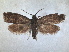  ( - RMNH.INS.1530976)  @11 [ ] by-nc-sa (2023) Unspecified Naturalis Biodiversity Centre