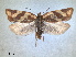 ( - RMNH.INS.1530978)  @11 [ ] by-nc-sa (2023) Unspecified Naturalis Biodiversity Centre