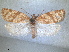  ( - RMNH.INS.1530979)  @11 [ ] by-nc-sa (2023) Unspecified Naturalis Biodiversity Centre