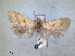  (Aethes deaurana - RMNH.INS.1530980)  @11 [ ] by-nc-sa (2023) Unspecified Naturalis Biodiversity Centre