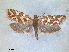  ( - RMNH.INS.1530993)  @11 [ ] by-nc-sa (2023) Unspecified Naturalis Biodiversity Centre