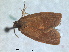  ( - RMNH.INS.1530994)  @11 [ ] by-nc-sa (2023) Unspecified Naturalis Biodiversity Centre