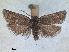  ( - RMNH.INS.1531000)  @11 [ ] by-nc-sa (2023) Unspecified Naturalis Biodiversity Centre