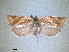  ( - RMNH.INS.1531013)  @11 [ ] by-nc-sa (2023) Unspecified Naturalis Biodiversity Centre