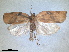  ( - RMNH.INS.1531015)  @11 [ ] by-nc-sa (2023) Unspecified Naturalis Biodiversity Centre