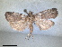  ( - RMNH.INS.1531016)  @11 [ ] by-nc-sa (2023) Unspecified Naturalis Biodiversity Centre