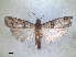  ( - RMNH.INS.1531020)  @11 [ ] by-nc-sa (2023) Unspecified Naturalis Biodiversity Centre
