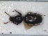  ( - RMNH.INS.1531029)  @11 [ ] by-nc-sa (2023) Unspecified Naturalis Biodiversity Centre