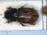 ( - RMNH.INS.1531084)  @11 [ ] by-nc-sa (2023) Unspecified Naturalis Biodiversity Centre