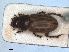  ( - RMNH.INS.1531101)  @11 [ ] by-nc-sa (2023) Unspecified Naturalis Biodiversity Centre