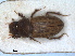  ( - RMNH.INS.1531102)  @11 [ ] by-nc-sa (2023) Unspecified Naturalis Biodiversity Centre