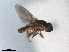  (Chlorops obscurellus - RMNH.INS.1531125)  @11 [ ] by-nc-sa (2023) Unspecified Naturalis Biodiversity Centre