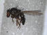  ( - RMNH.INS.1531155)  @11 [ ] by-nc-sa (2023) Unspecified Naturalis Biodiversity Centre