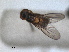  ( - RMNH.INS.1531157)  @11 [ ] by-nc-sa (2023) Unspecified Naturalis Biodiversity Centre