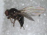  ( - RMNH.INS.1531163)  @11 [ ] by-nc-sa (2023) Unspecified Naturalis Biodiversity Centre